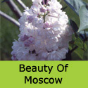 Syringa Beauty Of Moscow flower