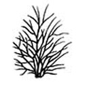 Mature Charles Joly Lilac Tree / shrub (Syringa vulgaris 'Charles Joly') AWARD + CHALK TOLERANT **FREE UK MAINLAND DELIVERY**