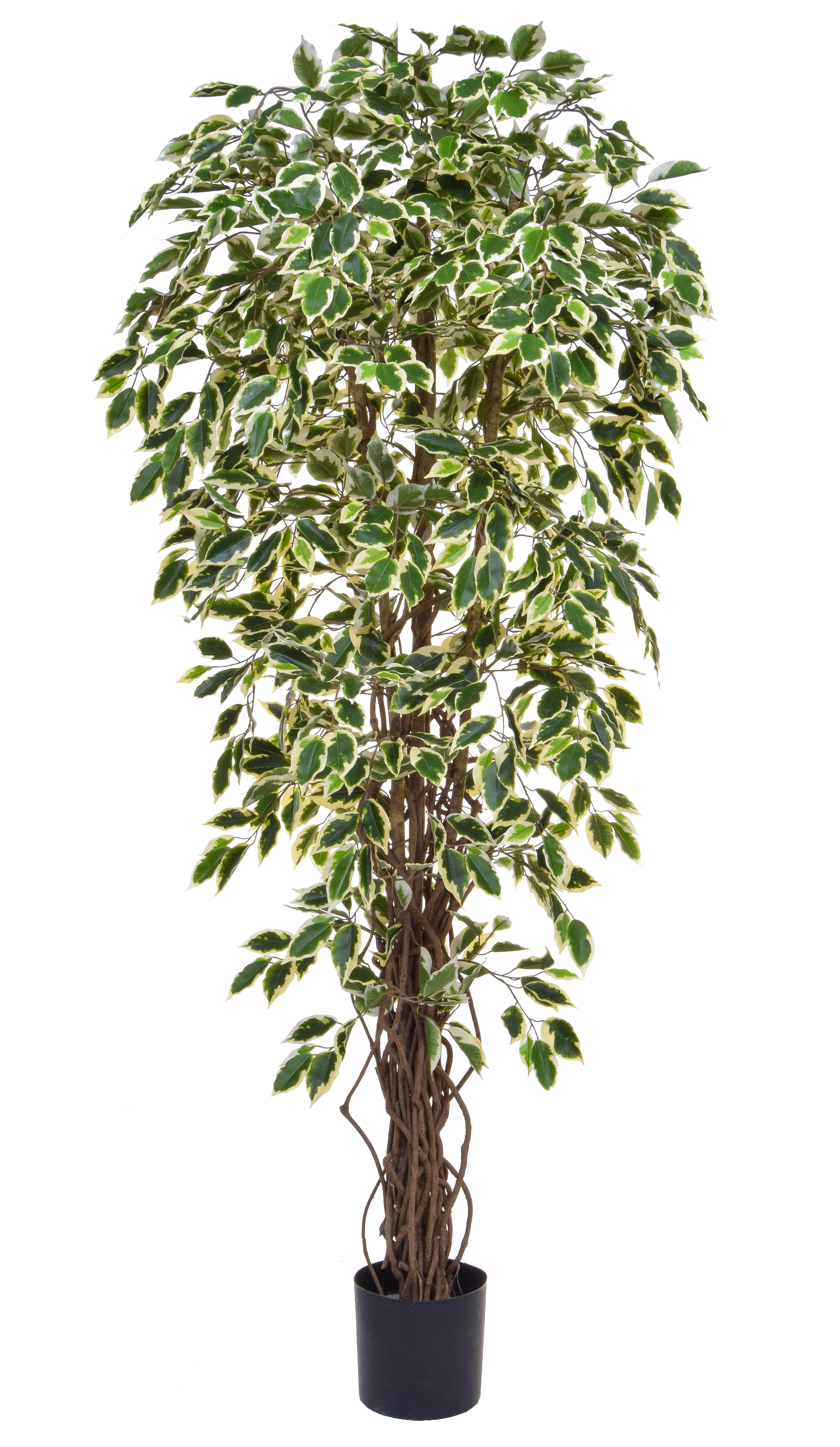 Buy Artificial Liana Fig (Ficus) Tree Online *** FREE UK MAINLAND