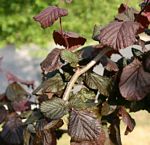 Red Corkscrew Hazel Tree , Corylus avellana Red Majestic SMALL + INTERESTING SHAPE + RED FOLIAGE **FREE DELIVERY + TREE WARRANTY**