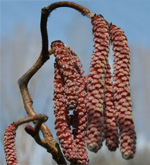 Red Corkscrew Hazel Tree , Corylus avellana Red Majestic SMALL + INTERESTING SHAPE + RED FOLIAGE **FREE DELIVERY + TREE WARRANTY**