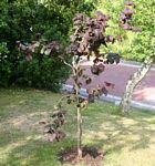 Red Corkscrew Hazel Tree (Corylus avellana 'Red Majestic') Supplied 60-180cm 2-3 Years Old, SMALL + INTERESTING SHAPE + RED FOLIAGE **FREE DELIVERY + FREE 3 YEAR TREE WARRANTY**