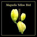 Magnolia Yellow Bird Flowers