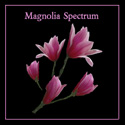 Magnolia Spetrum flower