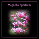 Magnolia Spetrum flower