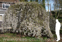 Yoshino Weeping Cherry Tree Prunus Yedoensis Shidare-Yoshino **FREE UK MAINLAND DELIVERY + FREE 100% TREE WARRANTY**