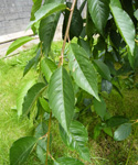 DELIVERED SEPTEMBER 2022 Yoshino Weeping Cherry Tree Prunus Yedoensis Shidare-Yoshino **FREE UK MAINLAND DELIVERY + FREE 100% TREE WARRANTY**