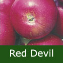 Red Devil Apple Tree