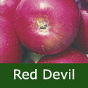 Red Devil Apple Tree (C3) SELF FERTILE 2-3 years old, delivered 1.25-2m tall, HEAVY CROP + STRAWBERRY FLAVOUR + RED FLESH + DISEASE RESISTANT + JUICING + PATIO + NORTH UK + POPULAR **FREE UK MAINLAND DELIVERY + FREE 100% TREE WARRANTY**