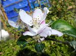 Herefordshire Russet Apple Tree (C3), LARGE CROP + COX FLAVOUR+ KEEPS WELL, 1-3 years old, delivered 1-2m tall, **FREE UK MAINLAND DELIVERY + FREE 100% TREE WARRANTY**