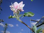 Herefordshire Russet Apple Tree (C3), LARGE CROP + COX FLAVOUR+ KEEPS WELL, 1-3 years old, delivered 1-2m tall, **FREE UK MAINLAND DELIVERY + FREE 100% TREE WARRANTY**