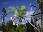 Scrumptious Apple Tree (C3) SELF FERTILE , 9-12L Pot, 2-3 yrs, 1.2-2.0m tall + DISEASE RESISTANT + POPULAR + BIG CROP + CONTAINER + NORTH UK + HIGH YIELDS + AWARD **FREE UK MAINLAND DELIVERY + FREE 100% TREE WARRANTY**