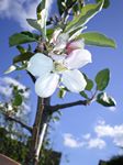 Scrumptious Apple Tree (C3) SELF FERTILE , 9-12L Pot, 2-3 yrs, 1.2-2.0m tall + DISEASE RESISTANT + POPULAR + BIG CROP + CONTAINER + NORTH UK + HIGH YIELDS + AWARD **FREE UK MAINLAND DELIVERY + FREE 100% TREE WARRANTY**