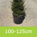 Mature Common Yew Tree Taxus Baccata **FREE UK MAINLAND DELIVERY + FREE 100% TREE WARRANTY**
