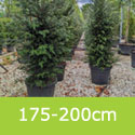 Mature Common Yew Tree Taxus Baccata **FREE UK MAINLAND DELIVERY + FREE 100% TREE WARRANTY**