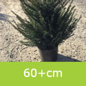 Mature Common Yew Tree Taxus Baccata **FREE UK MAINLAND DELIVERY + FREE 100% TREE WARRANTY**