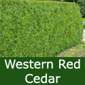 DELIVERED SEPTEMBER 2024 Western Red Cedar Tree (Thuja plicata) 20cm-40cm Trees , FAST GROWING + EVERGREEN + NOISE REDUCTION + SHADE TOLERANT **FREE UK MAINLAND DELIVERY + FREE 100% TREE WARRANTY**