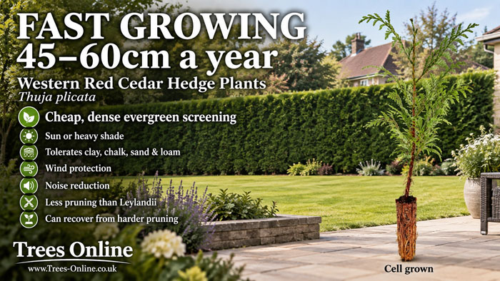 Western Red Cedar hedge plants – fast-growing evergreen privacy hedging