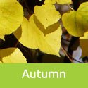 Tilia Cordata Small Leaved Lime Tree Autumnal Leaf