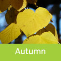 Tilia Cordata Small Leaved Lime Tree Autumnal Leaf