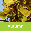 Tilia Cordata Small Leaved Lime Tree Autumnal Leaf And Fruits