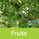Tilia Cordata Small Leaved Lime Tree Fruits