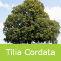Mature Small Leaved Lime Tree, Tilia Cordata. Dense + Flooding + Pruning + Disease Resistant **FREE UK DELIVERY + TREE WARRANTY**