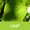 Tilia Cordata Small Leaved Lime Tree Summer Leaf