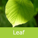 Tilia Cordata Small Leaved Lime Tree Summer Leaf