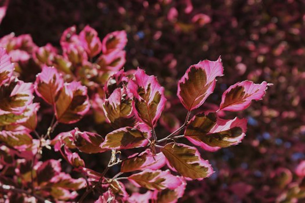 Buy Our Purpurea Tricolor Purple or Copper Beech tree online FREE UK