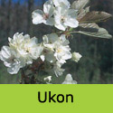 Mature Ukon Japanese Flowering Cherry Tree. AWARD **FREE UK MAINLAND DELIVERY + FREE 100% TREE WARRANTY**