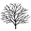 Bare Root Prunus Ukon basic shape