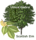 DELIVERED SEPTEMBER 2022 Ulmus Glabra Scottish Elm or Wych Elm, Supplied 20-60cm, Native, Pollution/Coastal/Wind tolerant. **FREE UK MAINLAND DELIVERY + FREE 100% TREE WARRANTY***