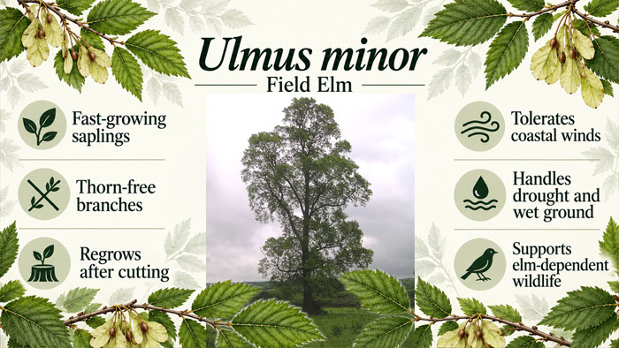 Field Elm (Ulmus minor) – Fast-growing, hardy, thorn-free trees for country hedging and woodland planting