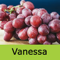 Vanessa Grape Vine, Eating, Red, Outdoor, SEEDLESS + NORTH UK + HARDY + POPULAR **FREE UK DELIVERY + FREE 3 YEAR LTD WARRANTY**