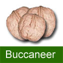 Walnut (Juglans) Buccaneer. SELF FERTILE, GOOD NUTS FOR PICKLING, 2+ Years Old, ***FREE UK MAINLAND DELIVERY + FREE 100% TREE WARRANTY***