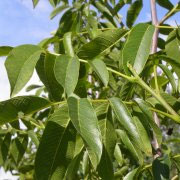 Walnut (Juglans) Buccaneer. SELF FERTILE, GOOD NUTS FOR PICKLING, 2+ Years Old, 1-2 metres tall ***FREE UK MAINLAND DELIVERY + FREE 100% TREE WARRANTY***
