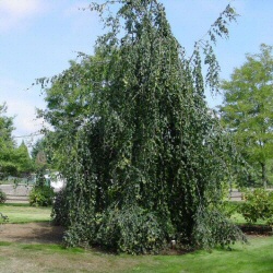 Weeping Common or Green Beech Tree Fagus Sylvatica Pendula, AWARD + GRANDPARENT PRESENT **FREE UK MAINLAND DELIVERY + FREE 100% TREE WARRANTY**