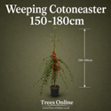 Weeping Cotoneaster, Cotoneaster Hybridus Pendulus