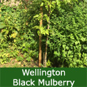 Wellington Black Mulberry Tree (Morus Nigra Wellington) Supplied 1.50 - 2.20 m, 2-3 Years Old, EATING + COOKING + SELF FERTILE **FREE UK MAINLAND DELIVERY + FREE 100% TREE WARRANTY**