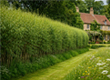 Willow Hedging