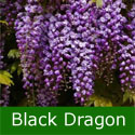 Wisteria Tree/Vine Floribunda Black Dragon, Violacea Plena  SCENTED + PATIO/BONSAI SUITABLE + LONG FLOWERS + LONG LIVED **FREE UK MAINLAND DELIVERY + 100% TREE WARRANTY**