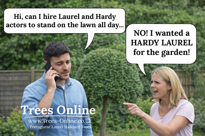 Portuguese Laurel standard trees lining a UK driveway