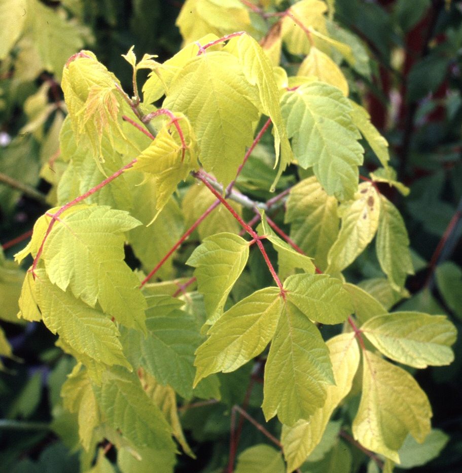 Acer Negundo Kellys Gold, Box Elder Maple Tree **PRICE INCLUDES FREE UK MAINLAND DELIVERY**