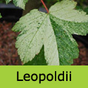 DELIVERED SEPTEMBER 2022 Acer Leopoldii Sycamore Tree, Height 180-240cm 5-20L Pot, COAST + LARGE LEAVES + EXPOSED SITES + LOW MAINTENANCE **FREE UK MAINLAND DELIVERY + FREE 3 YEAR LTD TREE WARRANTY**