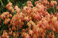 Japanese Maple Tree Acer palmatum Orange Dream **PRICE INCLUDES FREE UK MAINLAND DELIVERY**