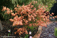 Japanese Maple Tree Acer palmatum Orange Dream **PRICE INCLUDES FREE UK MAINLAND DELIVERY**