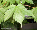 Brilliantissimum Sycamore Tree or Shrimp Leaved Sycamore. **PRICE INCLUDES FREE UK MAINLAND DELIVERY**