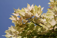 Brilliantissimum Sycamore Tree or Shrimp Leaved Sycamore. **PRICE INCLUDES FREE UK MAINLAND DELIVERY**