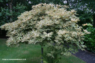 Brilliantissimum Sycamore Tree or Shrimp Leaved Sycamore. **PRICE INCLUDES FREE UK MAINLAND DELIVERY**